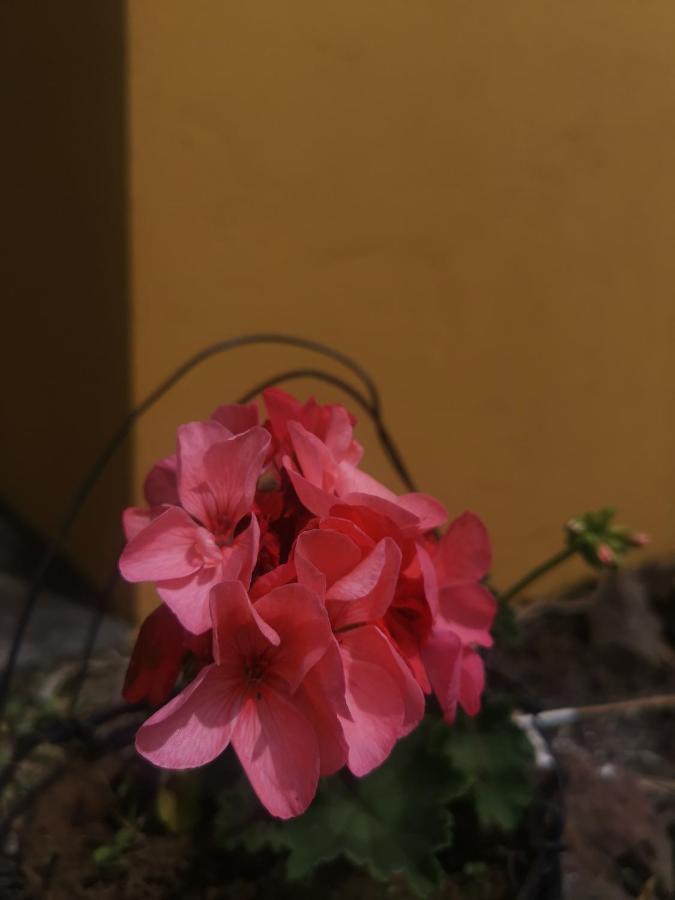 Dreamcatcher House Sarchi Exterior photo